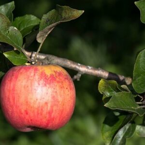 belle-fille-de-salins-pepain-pepiniere-agroecologique.jpg