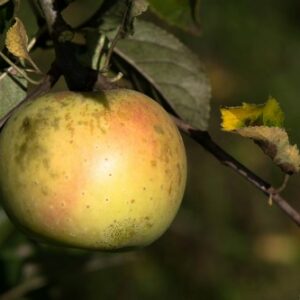 cannelle-blanche-pepain-pepiniere-agroecologique.jpg