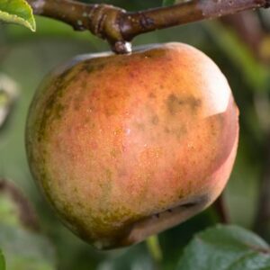 court-pendu-gris-du-limousin-pepain-pepiniere-agroecologique.jpg