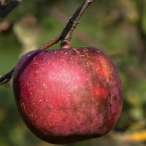 fuji-pepain-pepiniere-agroecologique.jpg