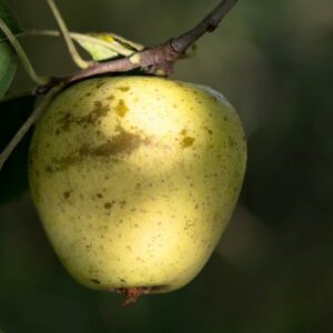 groin-de-veau-pepain-pepiniere-agroecologique.jpg