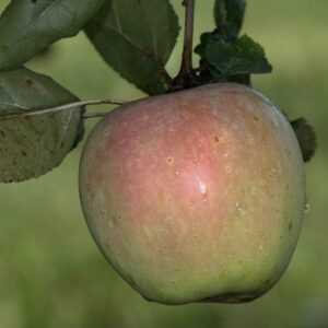 pointu-de-trescléoux-pepain-pepiniere-agroecologique.jpg
