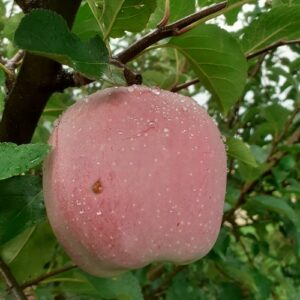 querina-pepain-pepiniere-agroecologique.jpg