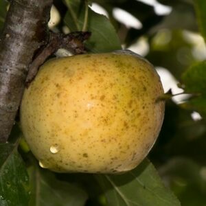 reinette-rabilloud-pepain-pepiniere-agroecologique.jpg
