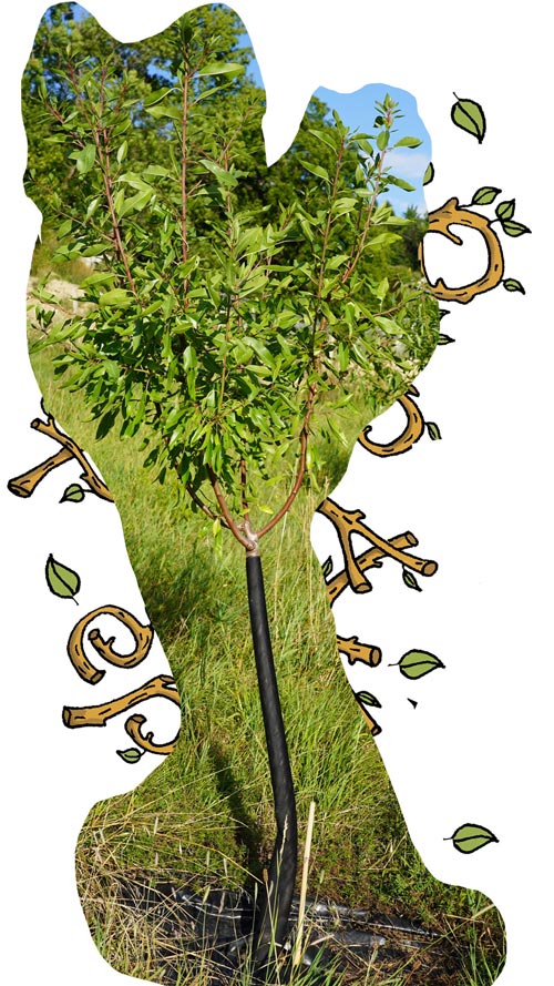 verger-conservation-pepain-pepiniere-agroecologique-cyril-blanc-bugey verger-conservation-pepain-pepiniere-agroecologique-cyril-blanc-bugey